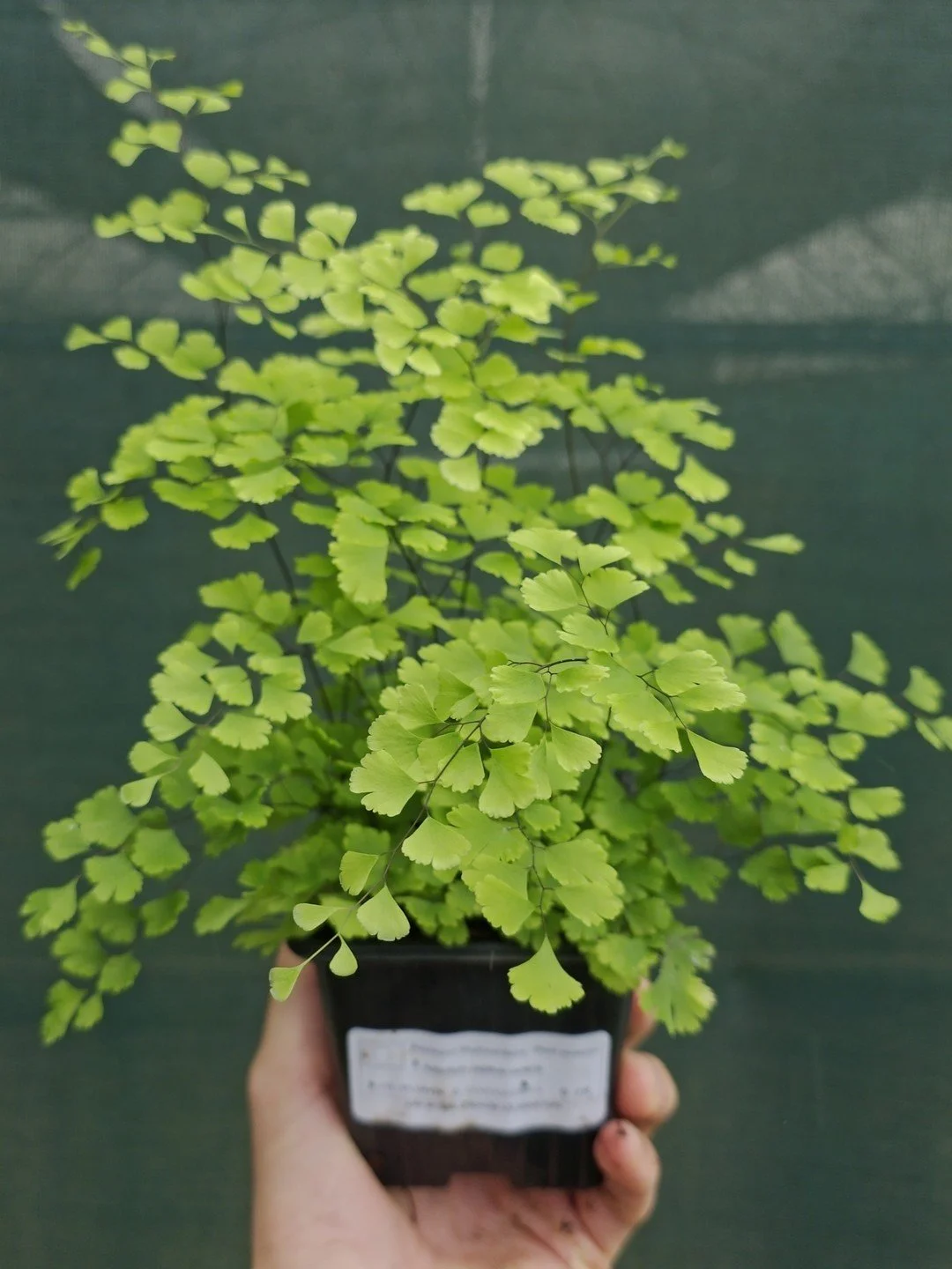Adiantum capillus-veneris-Godet de 9 cm-001.jpg