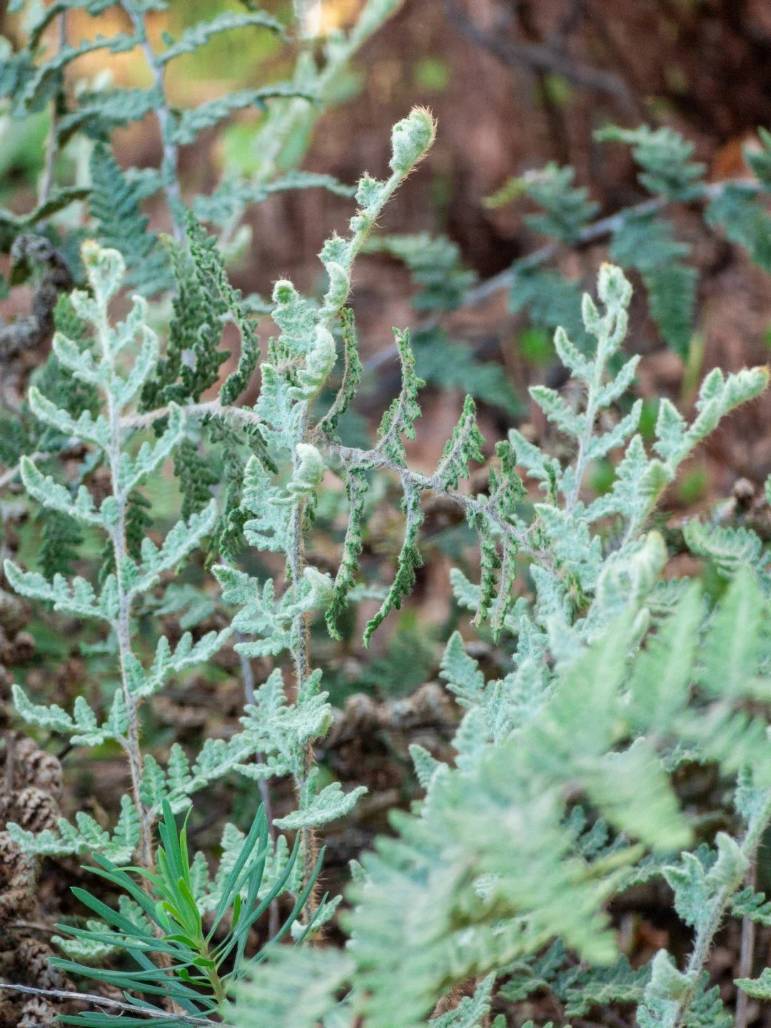 Myriopteris tomentosa