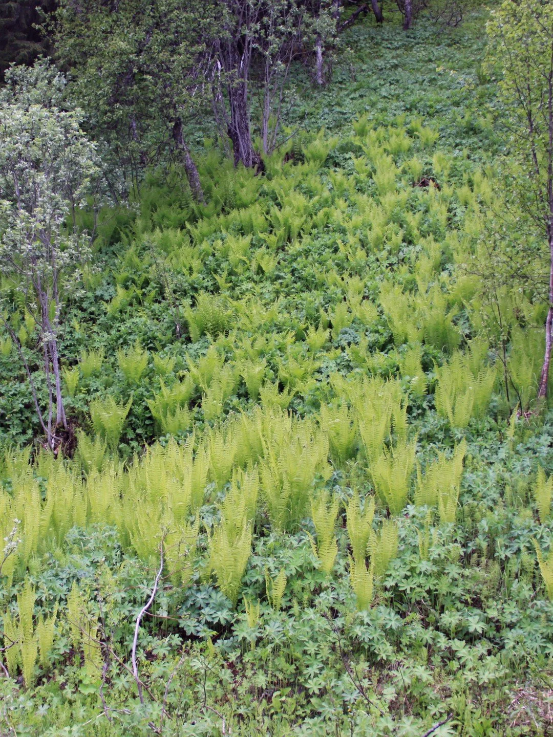 Matteuccia struthiopteris