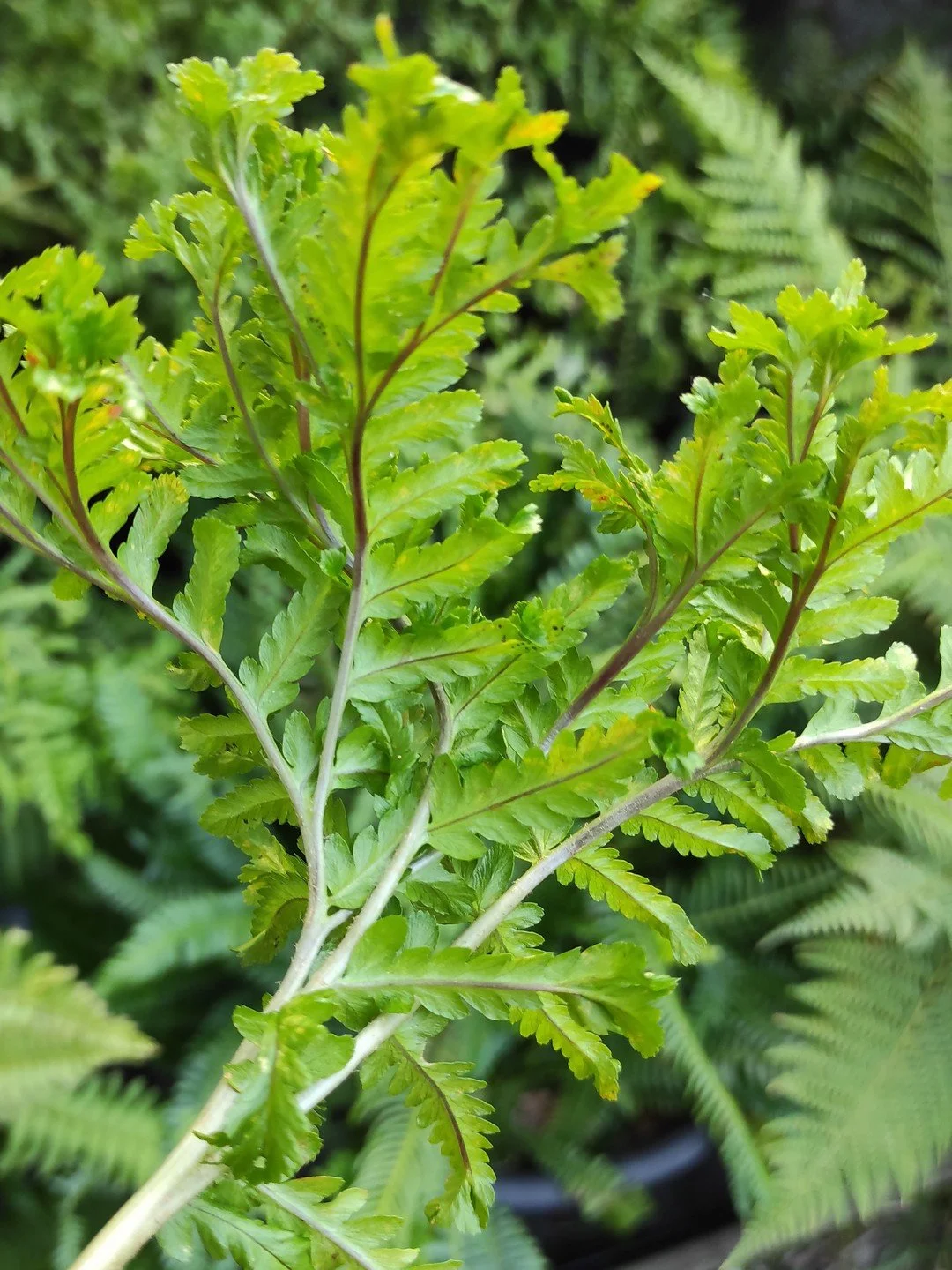 Dryopteris filix-mas 'Grandiceps'-Détail-002.jpg