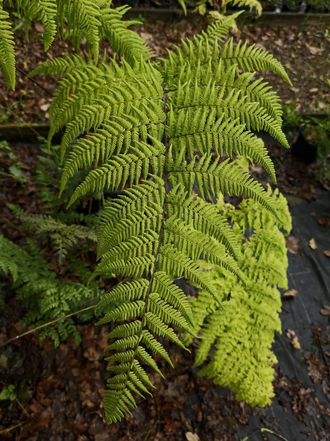 Macrothelypteris torresiana-Détail-002.jpg