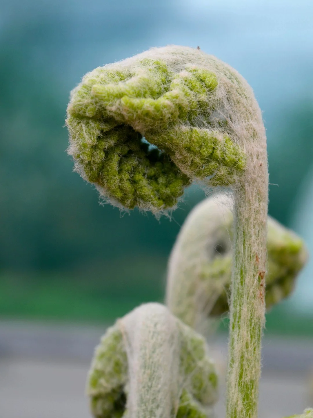 Osmundastrum cinnamomeum-Détail-002.JPG