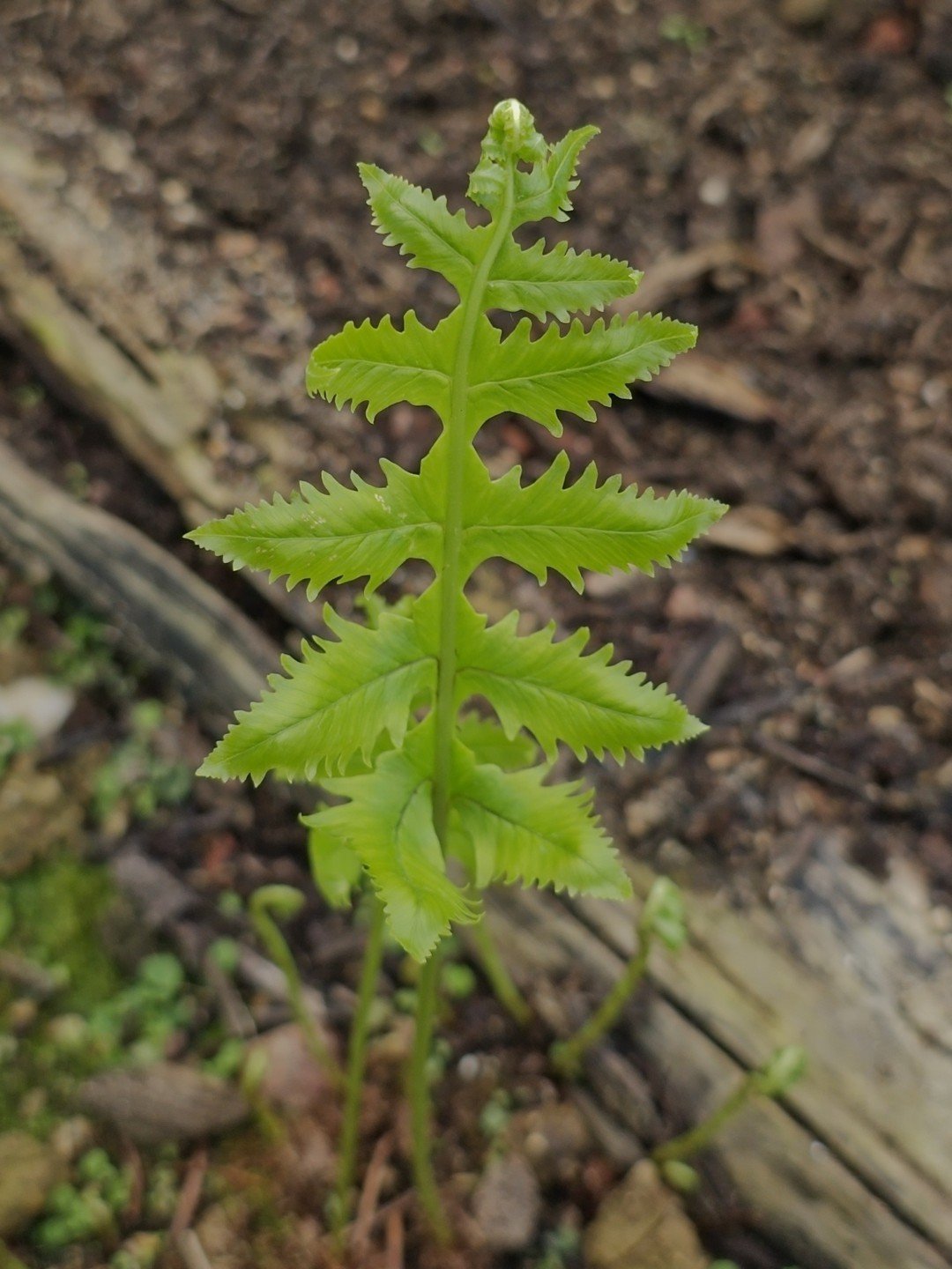 Polypodium cambricum 'Cambrian Barrowii'-Détail-002.jpg