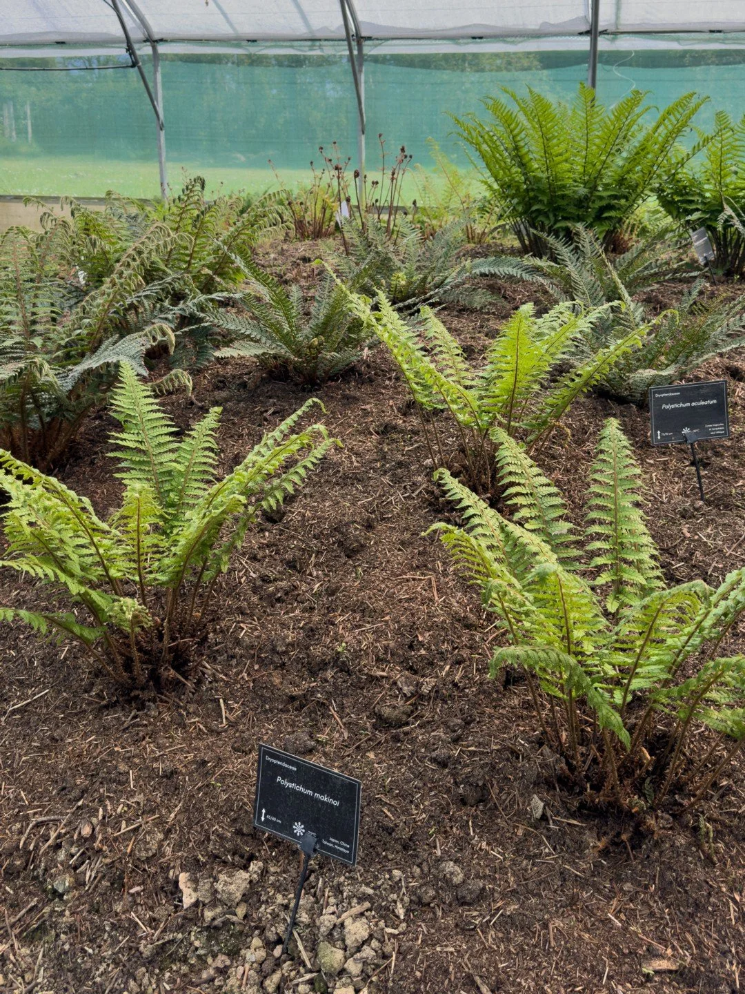 Polystichum makinoi-Contexte-002.jpg