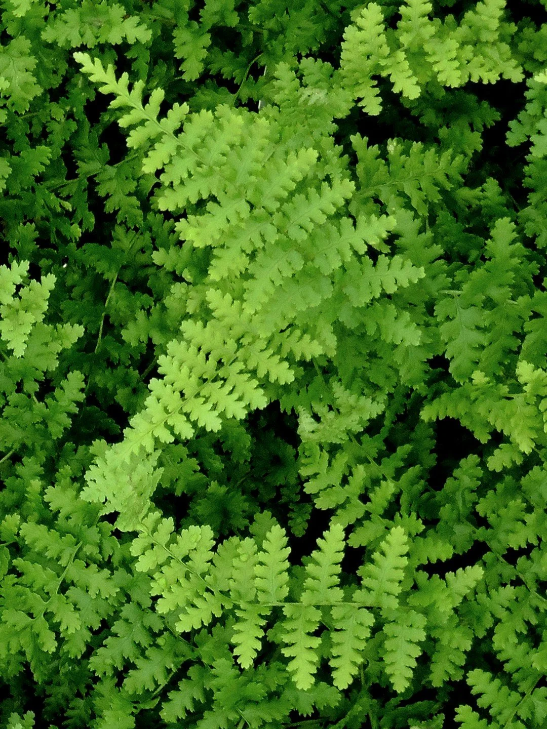 Dryopteris filix-mas 'Barnesii'-Détail-001.JPG