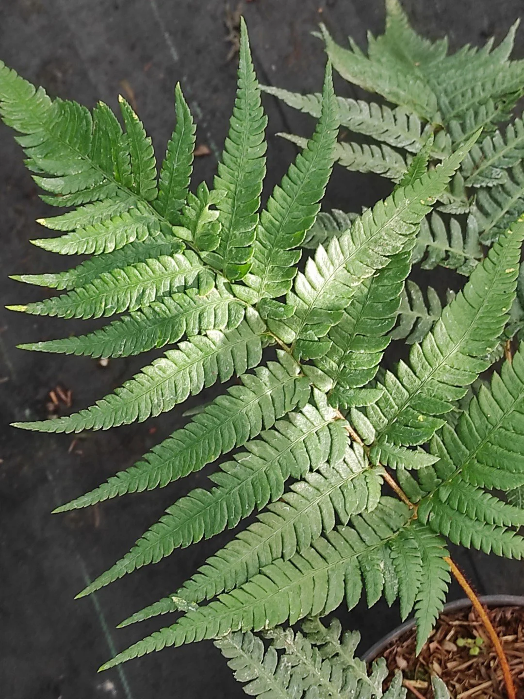 Dryopteris varia