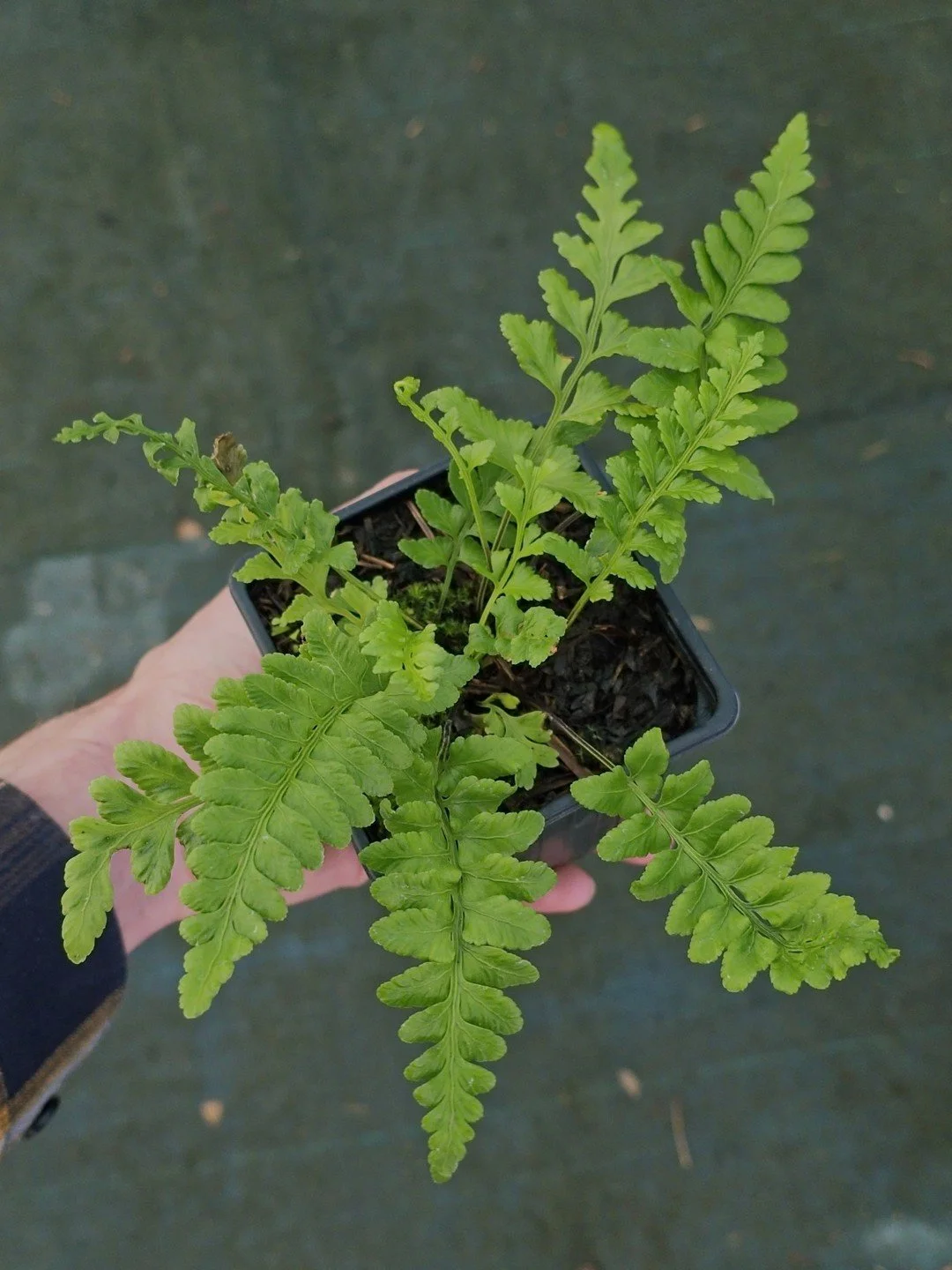 Asplenium marinum-Godet de 9 cm-001.jpg