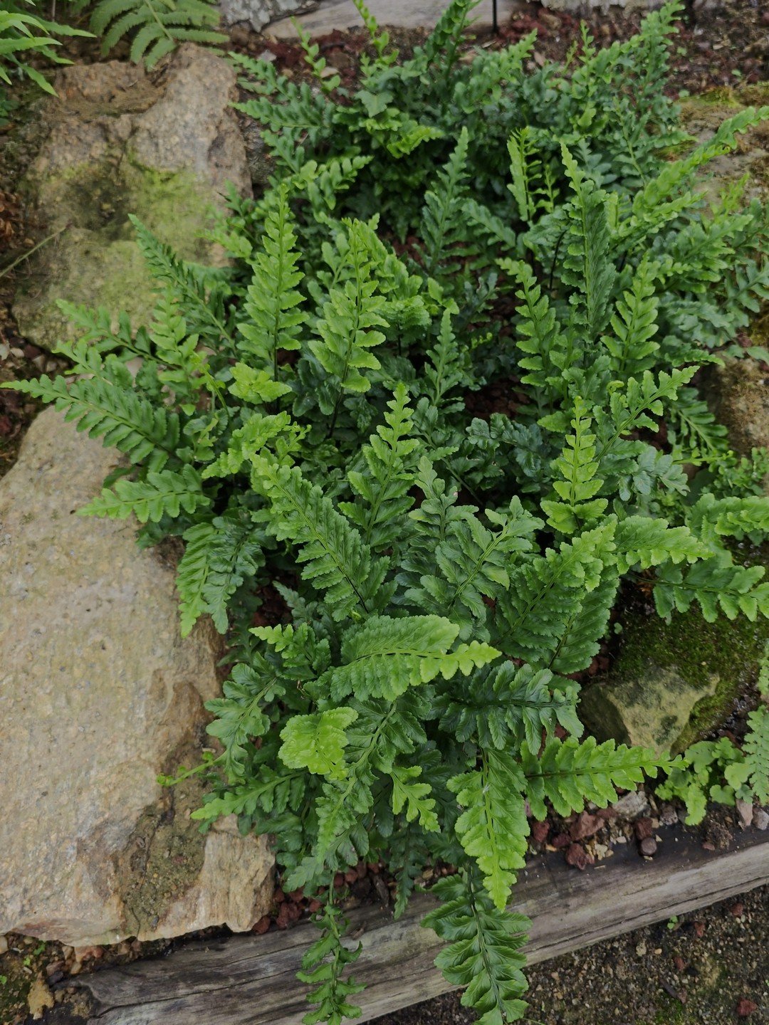 Asplenium marinum
