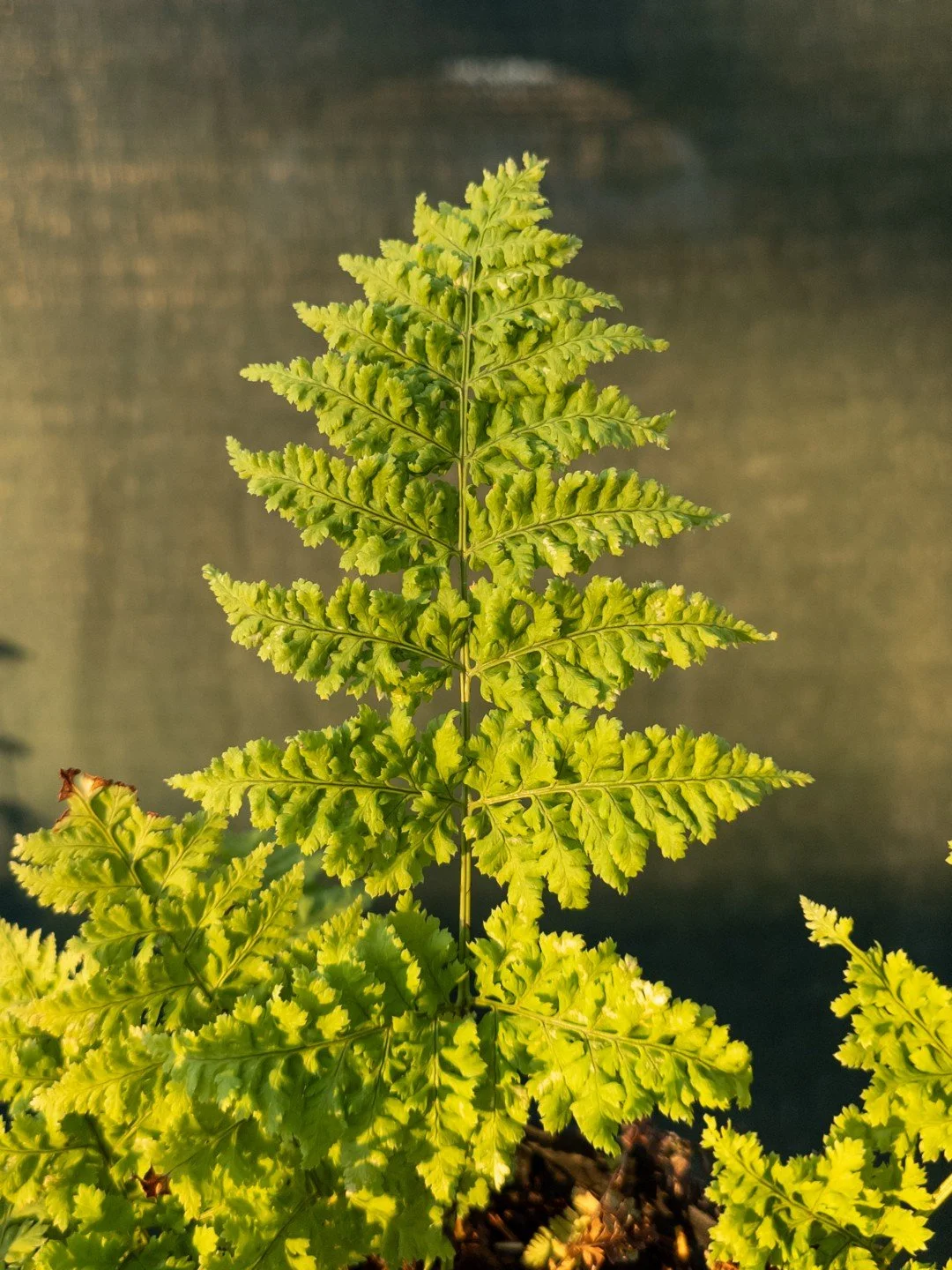 Dryopteris dilatata 'Crispa Whiteside'-Détail-001.jpg