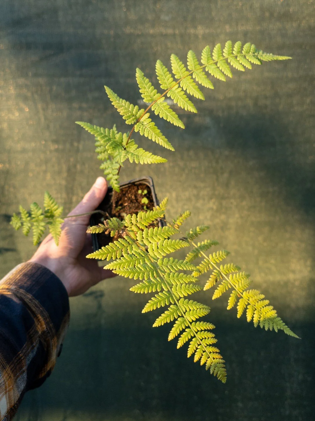 Hypolepis rugosula-Godet de 9 cm-001.jpg