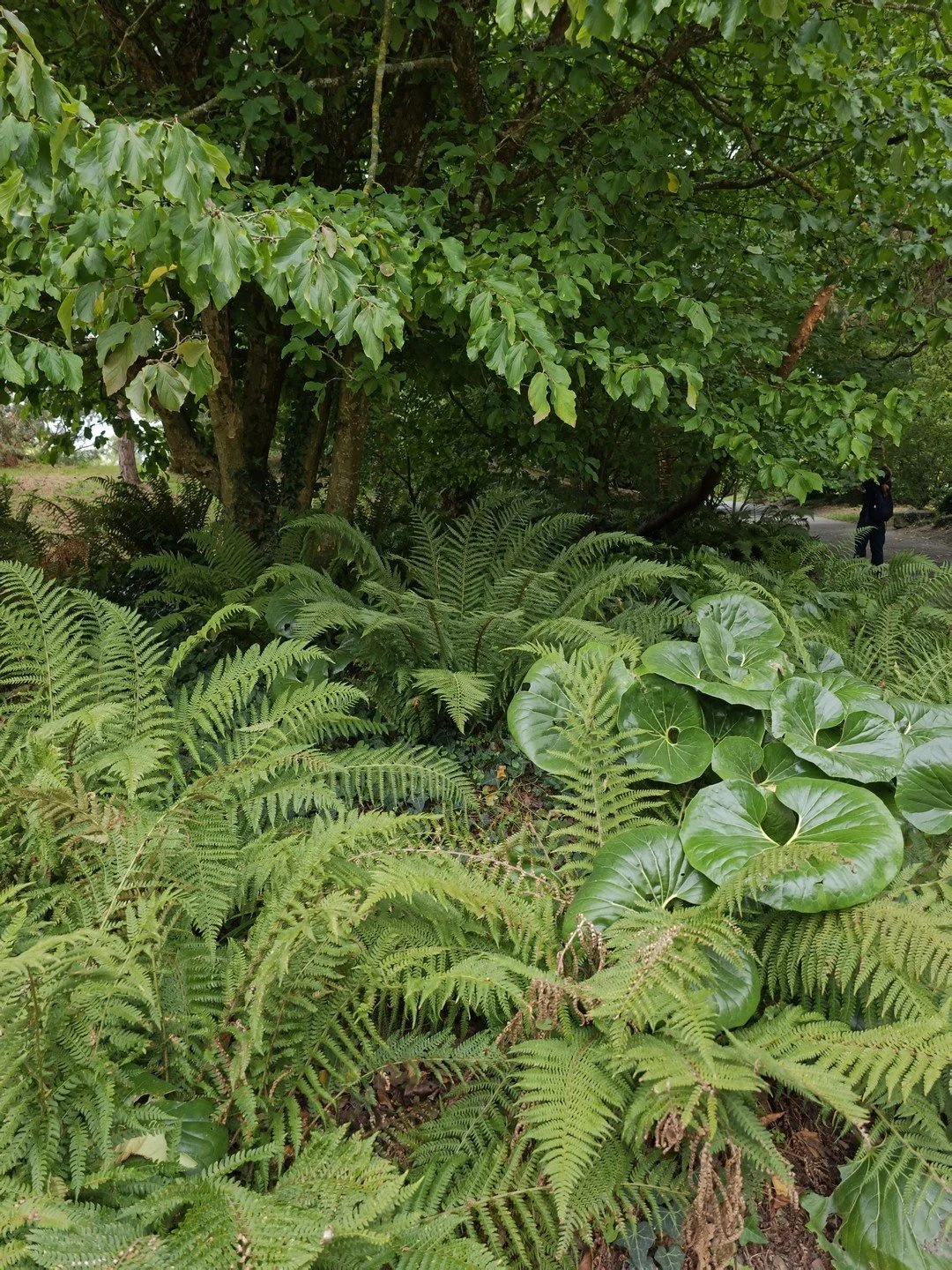 Polystichum setiferum-Contexte-001.jpg