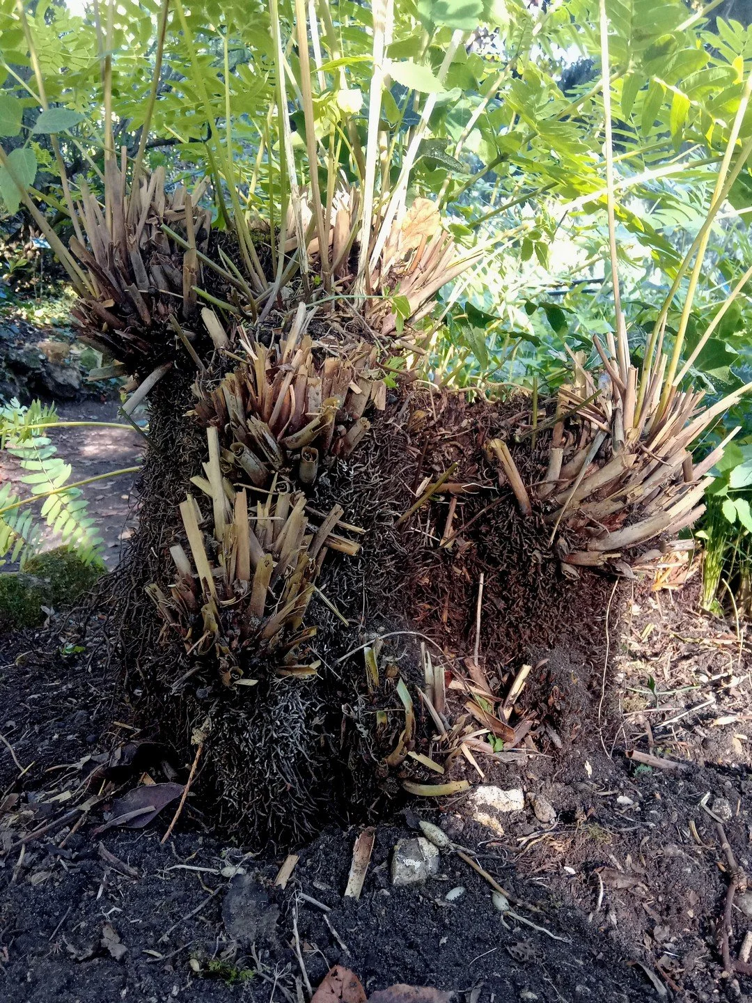 Osmunda regalis-Détail-003.jpg