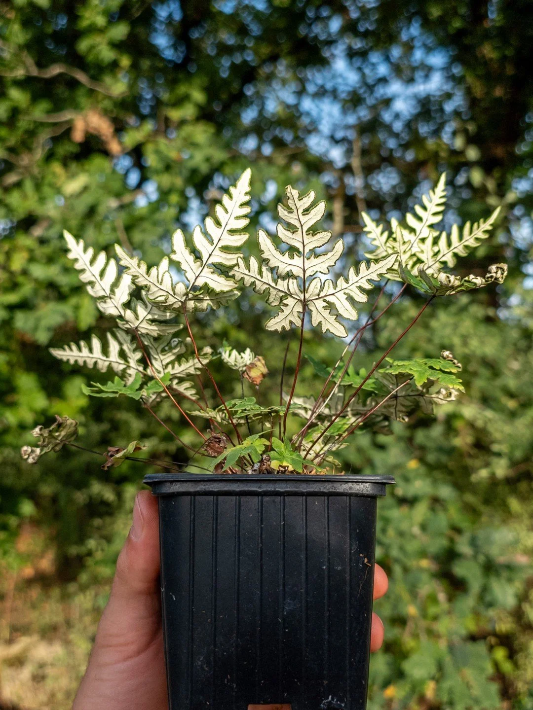 Aleuritopteris argentea-Godet de 9 cm-001.jpg