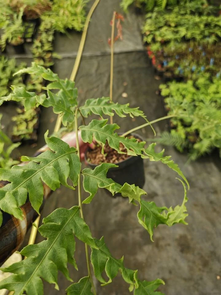 Woodwardia unigemmata (forme ondulée)_Pot de 1,5 litre_001.jpg