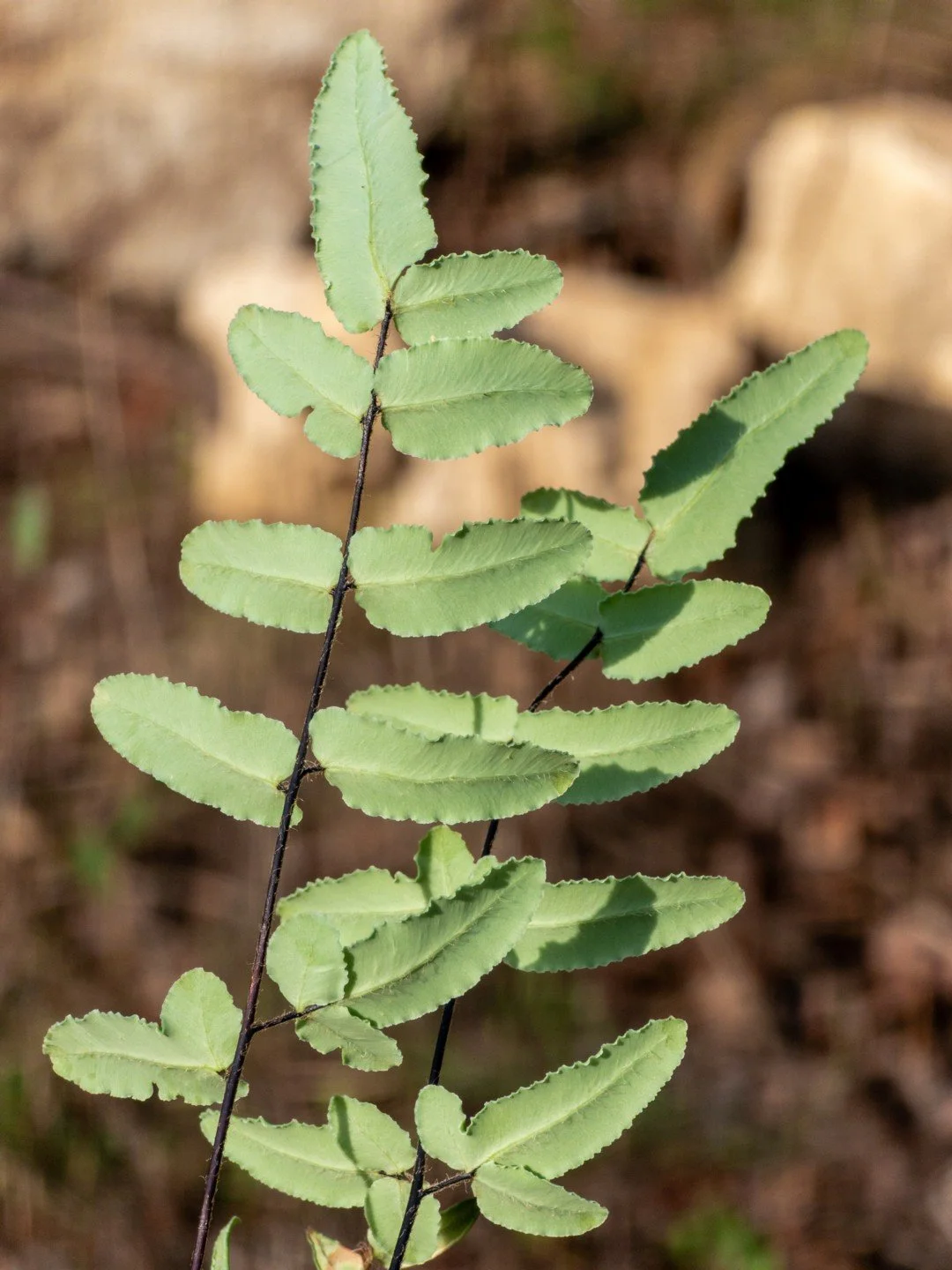 Pellaea atropurpurea-Détail-001.jpg