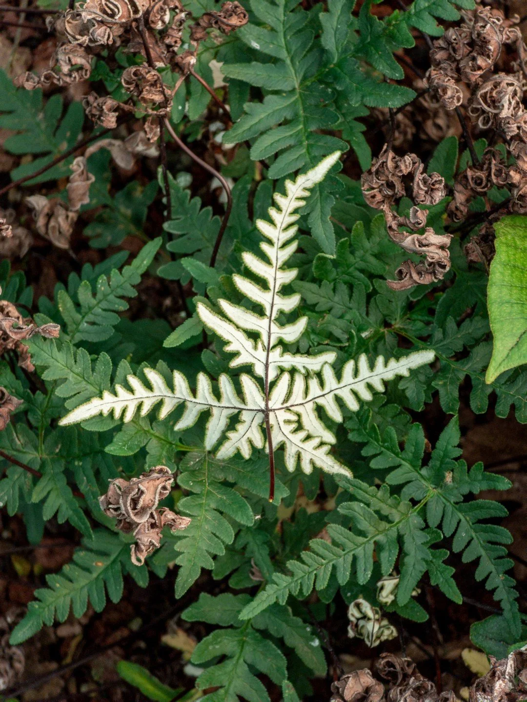 Aleuritopteris argentea-Détail-001.jpg