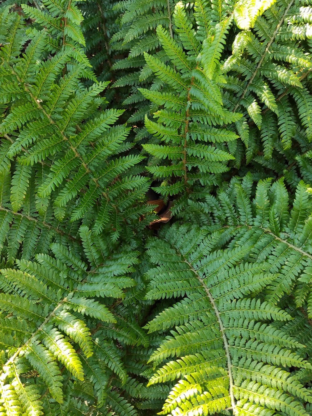 Polystichum × dycei