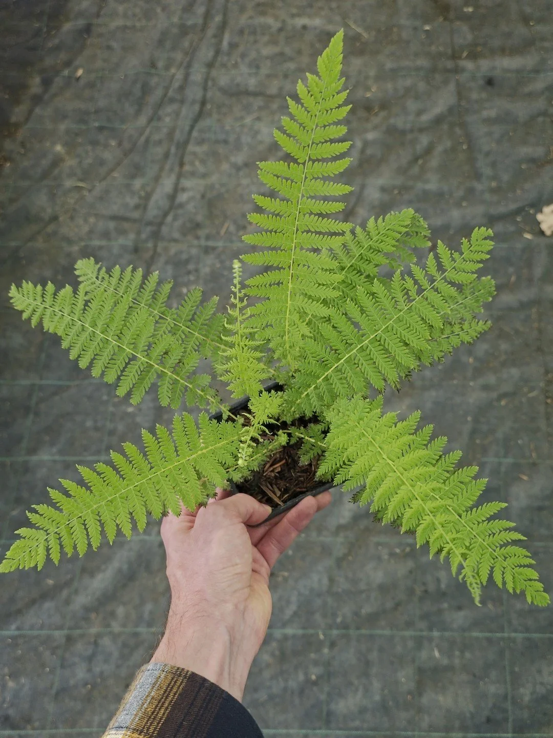 Amauropelta beddomei-Godet de 9 cm-001.jpg