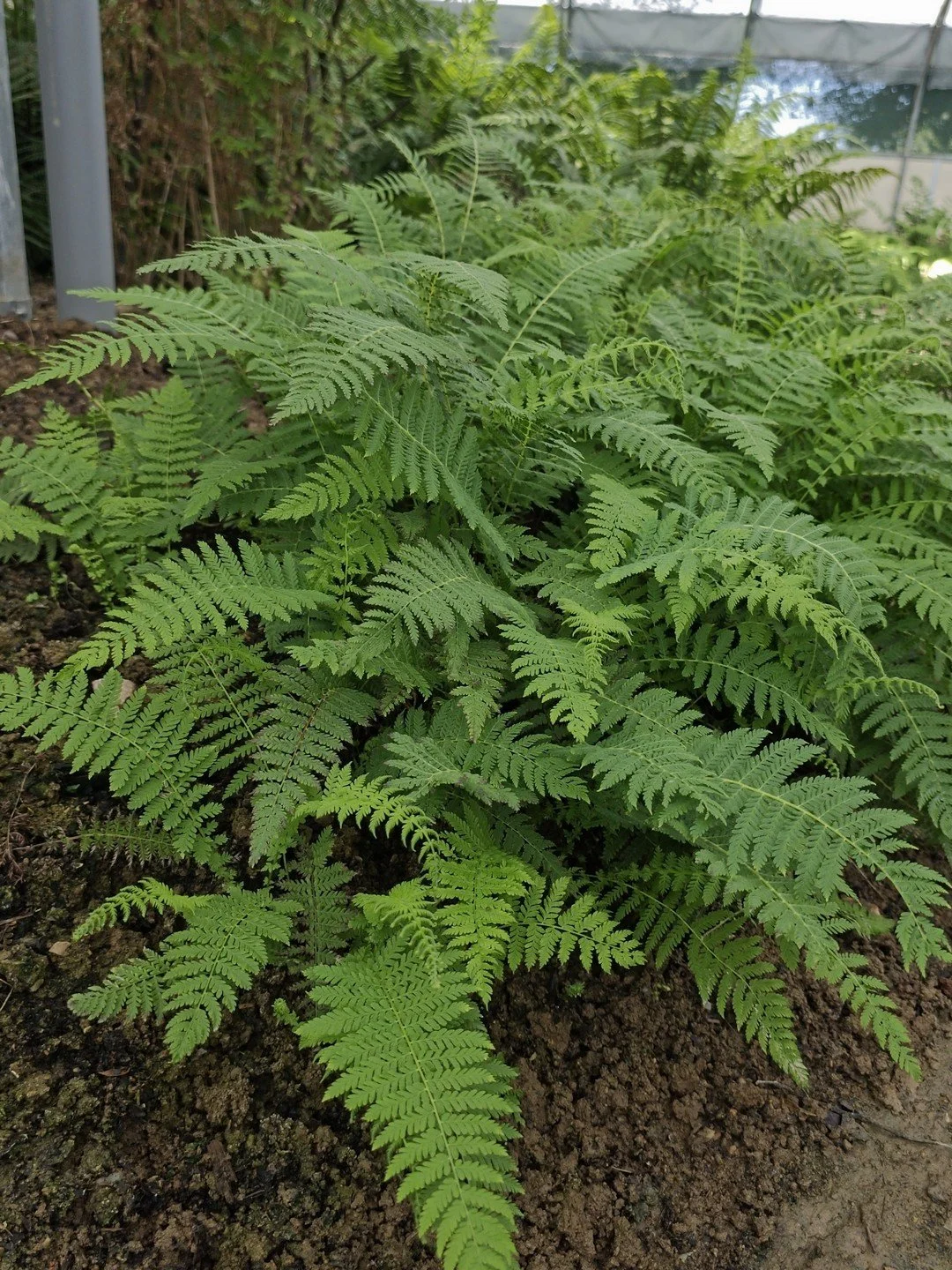 Amauropelta beddomei