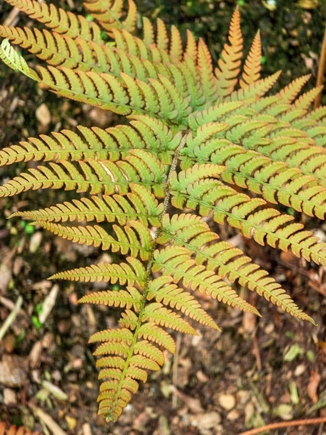 Dryopteris varia