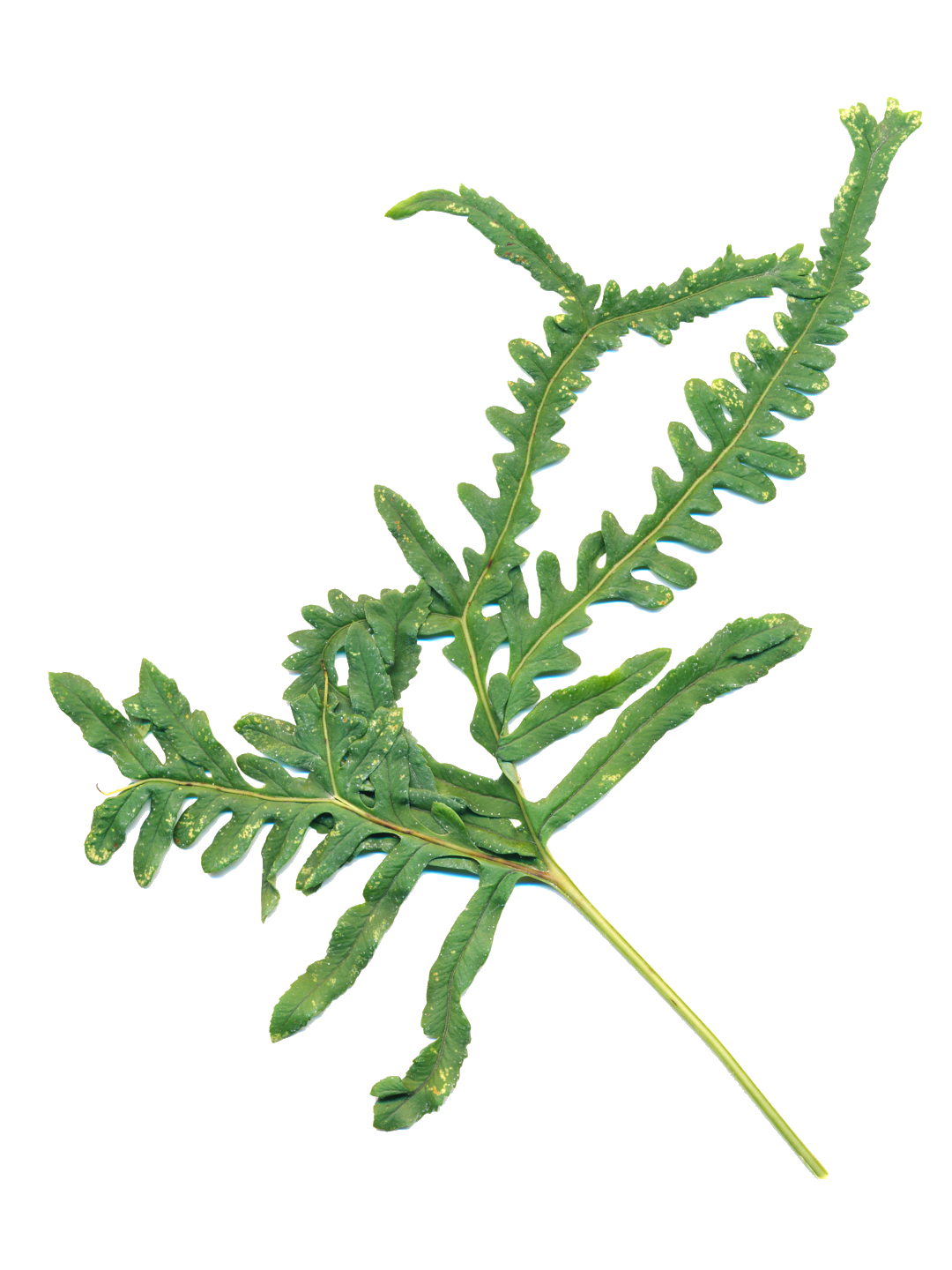 Polypodium interjectum 'Glomeratum Mullins'-Détail-001.png