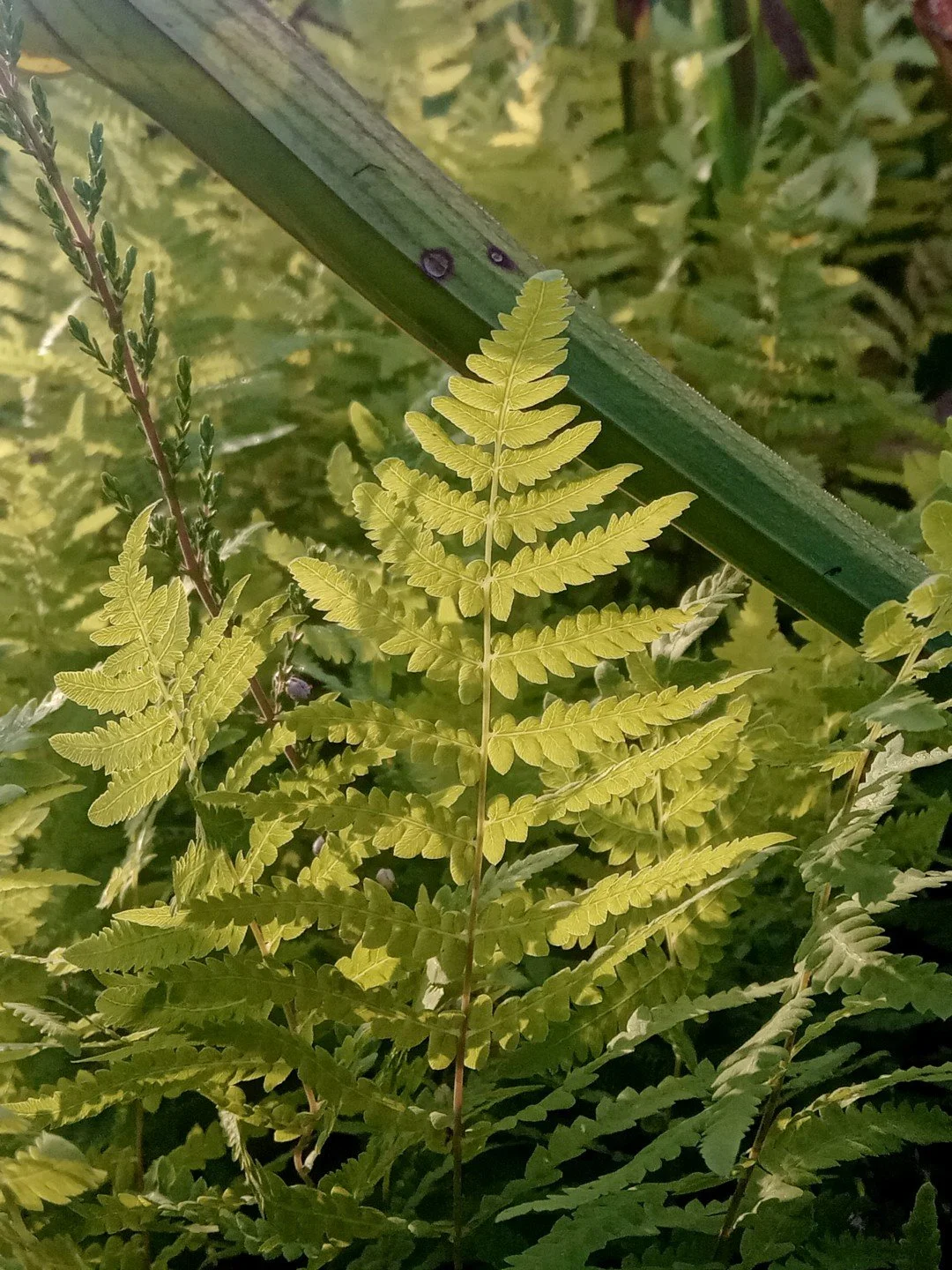 Thelypteris palustris-Détail-001.jpg