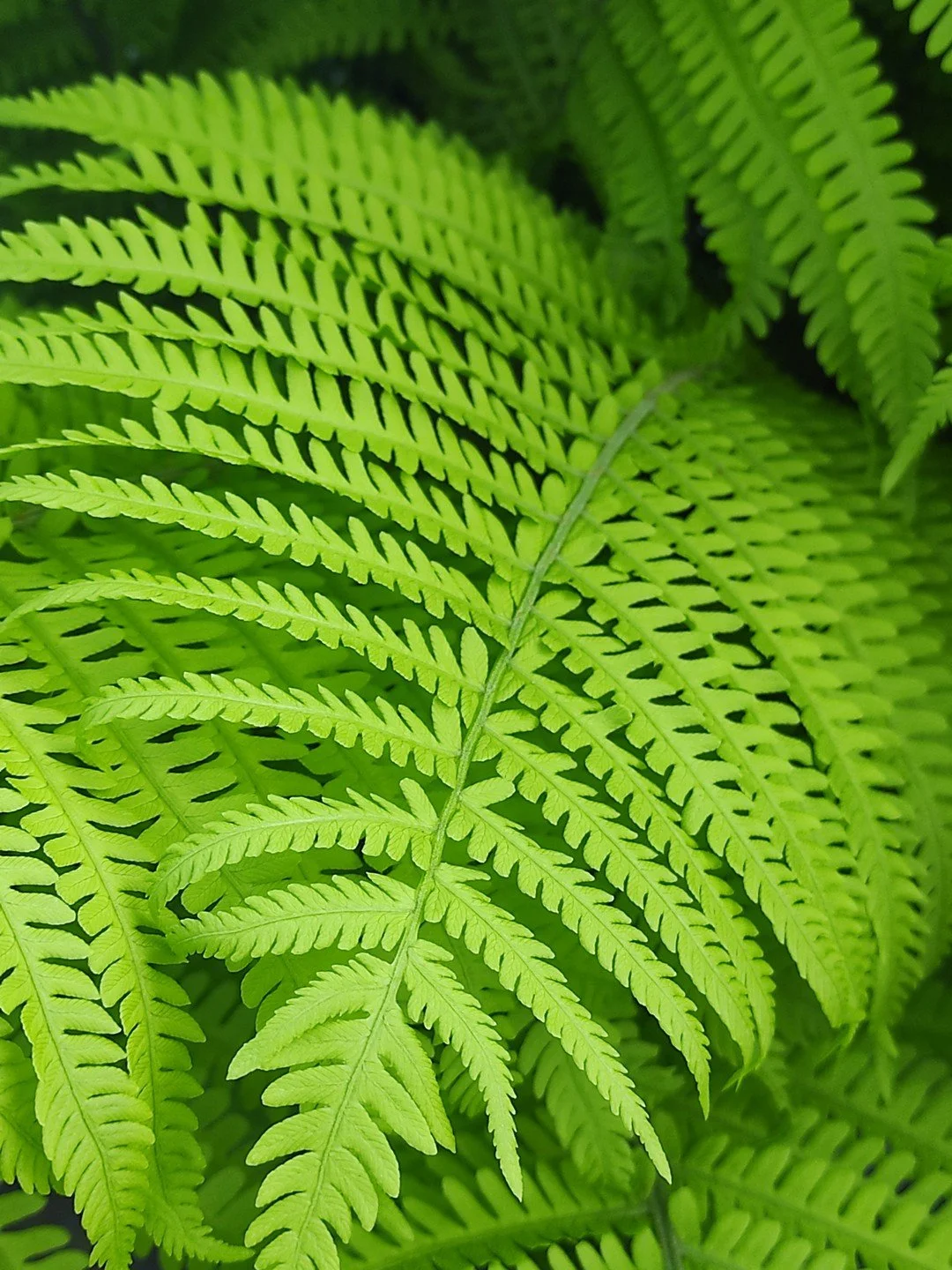 Matteuccia struthiopteris 'Jumbo'-Détail-002.jpg