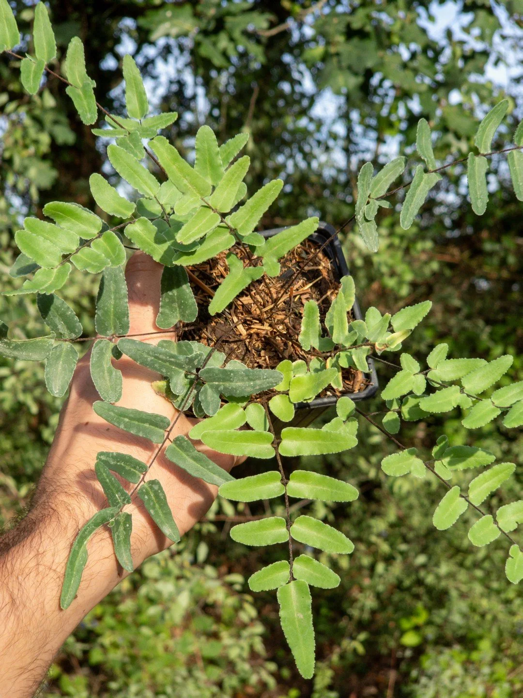 Pellaea atropurpurea-Godet de 9 cm-001.jpg