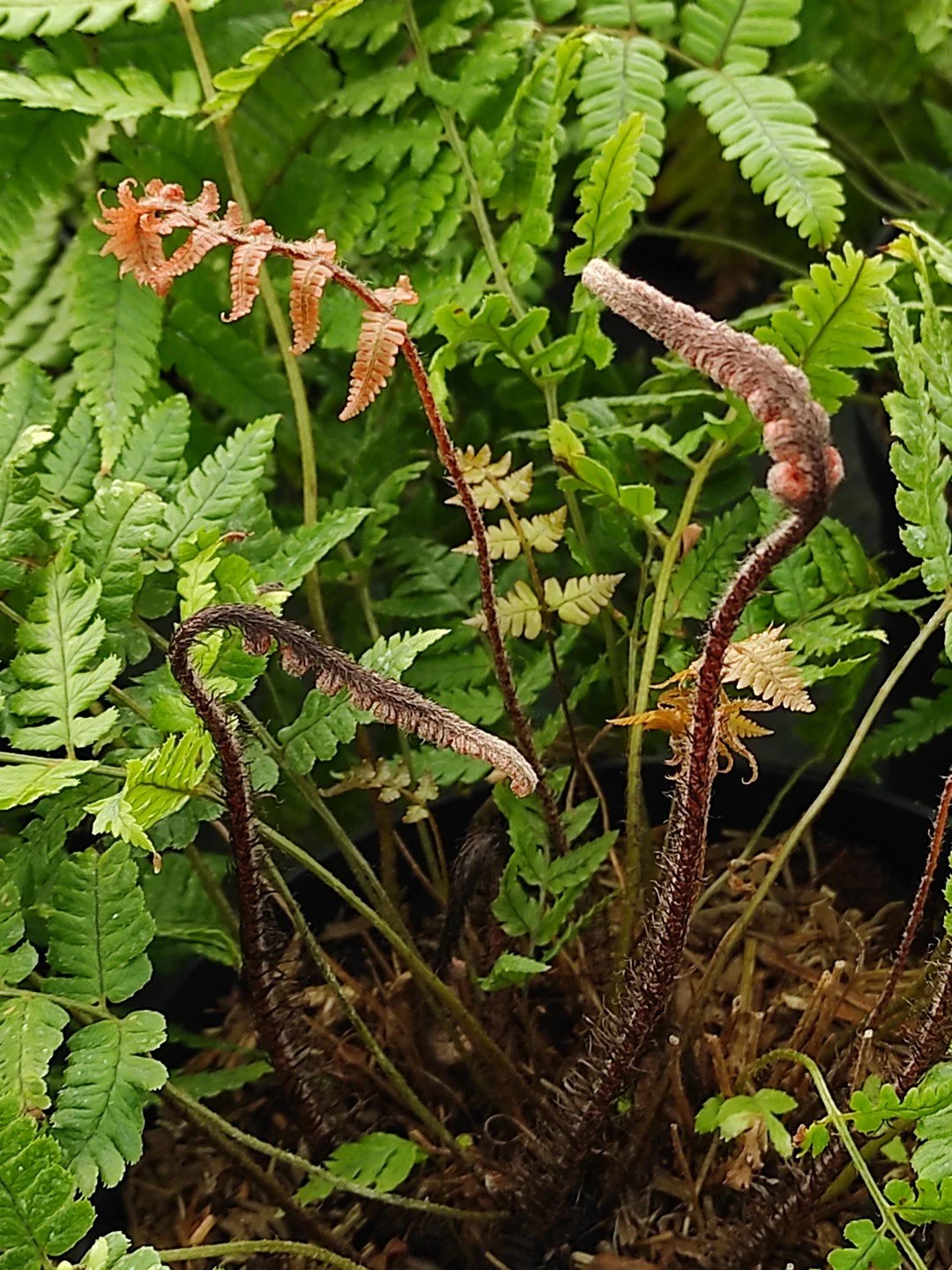 Dryopteris lepidopoda-Détail-002.jpg