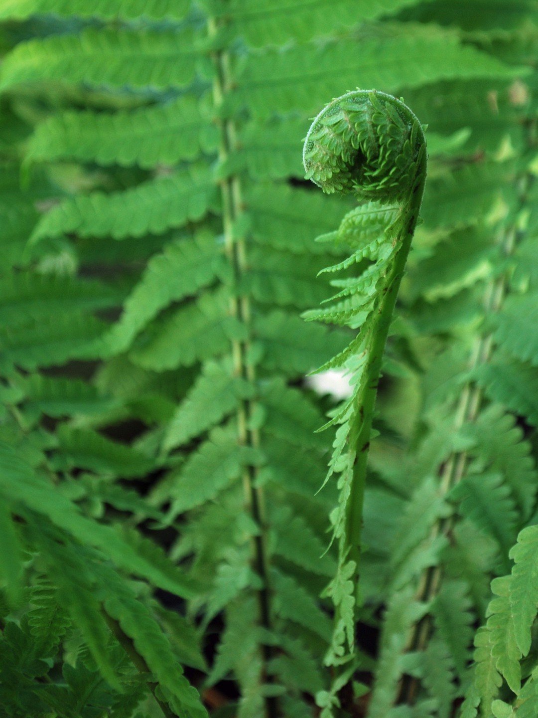 Matteuccia struthiopteris-Détail-001.JPG