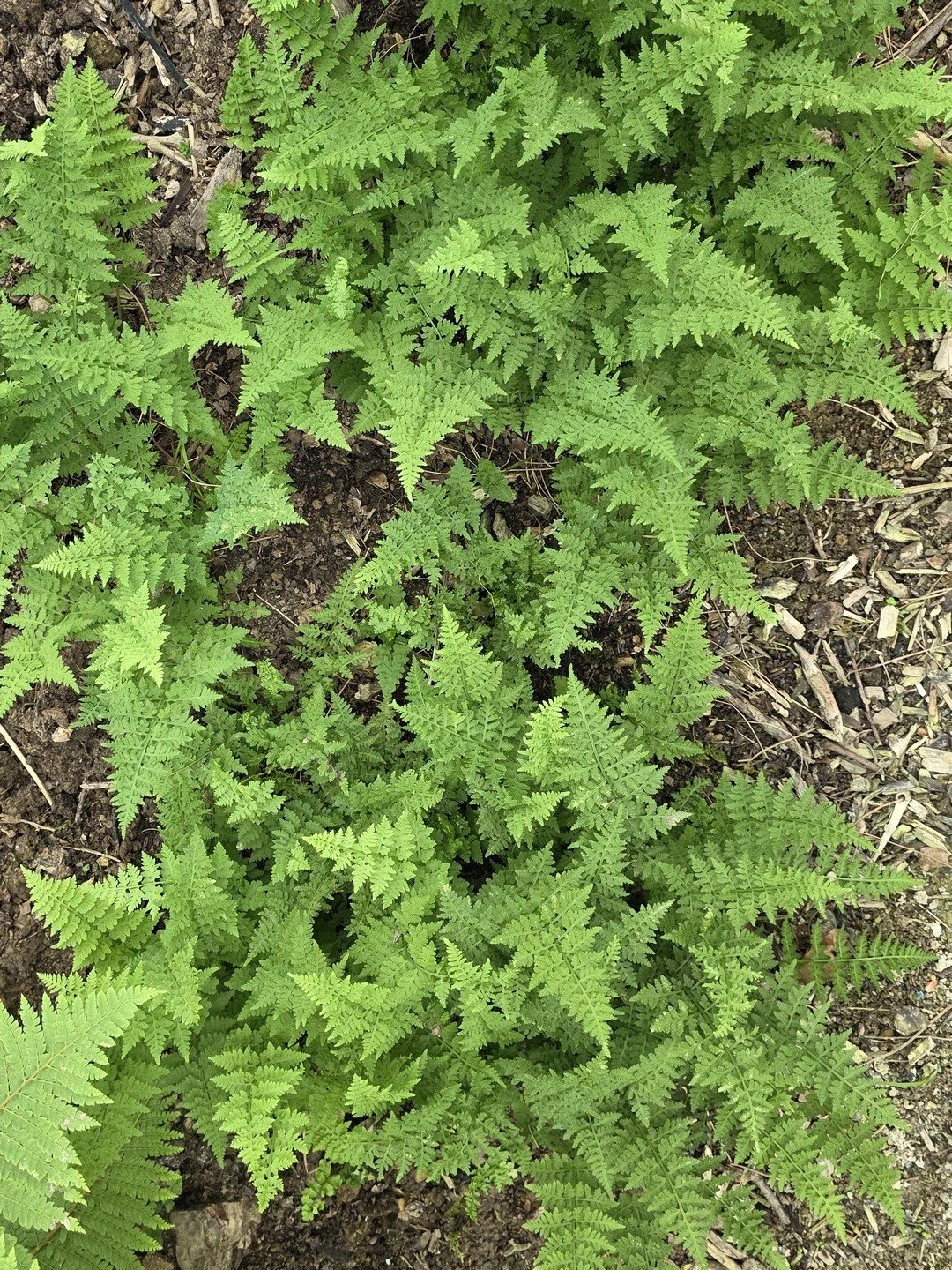 Cystopteris dickieana