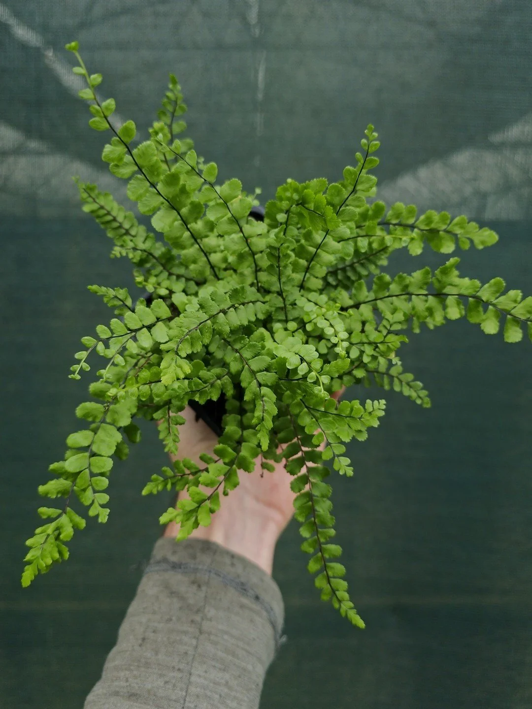 Asplenium quadrivalens-Godet de 9 cm-001.jpg