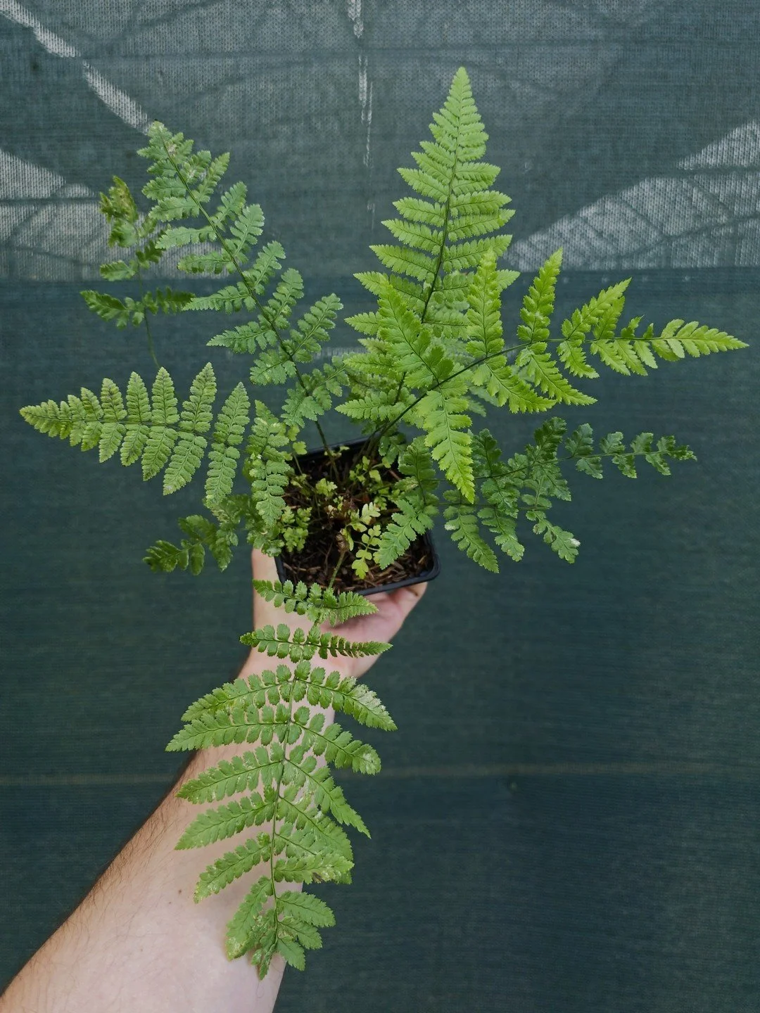 Dryopteris remota-Godet de 9 cm-001.jpg