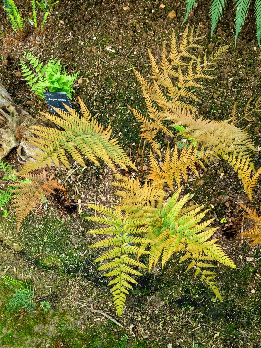 Dryopteris varia-Contexte-001.jpg