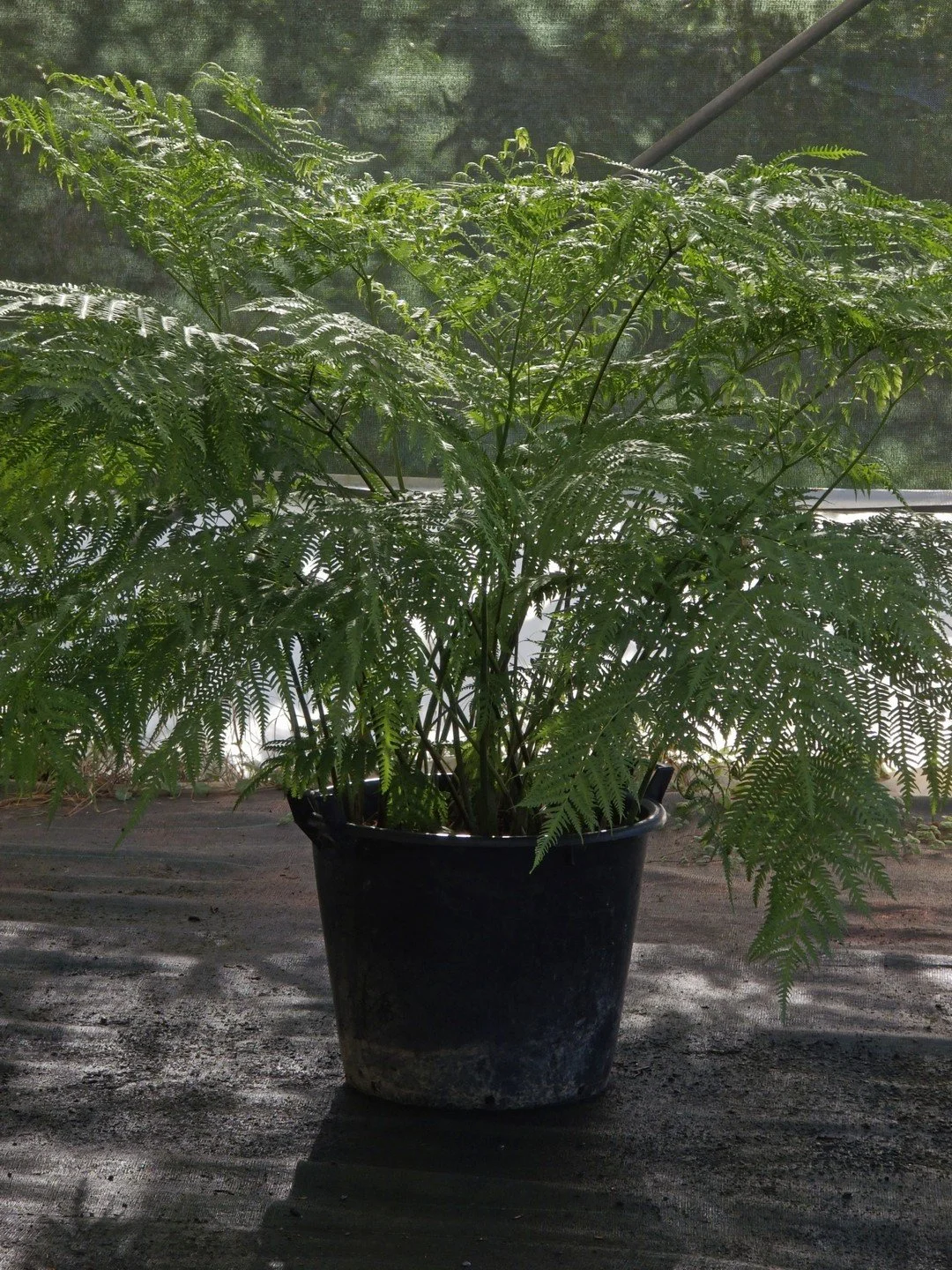 Pteris wallichiana (forme précoce)-Contexte-002.jpg