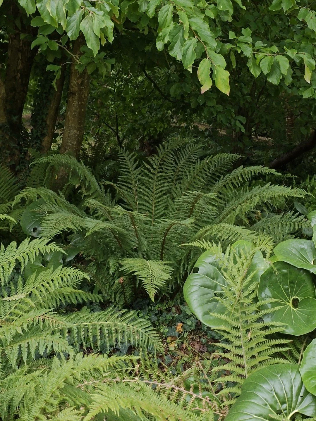 Polystichum setiferum-Contexte-002.jpg