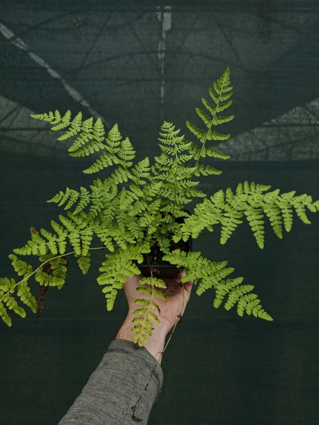 Woodsia obtusa-Godet de 9 cm-001.jpg