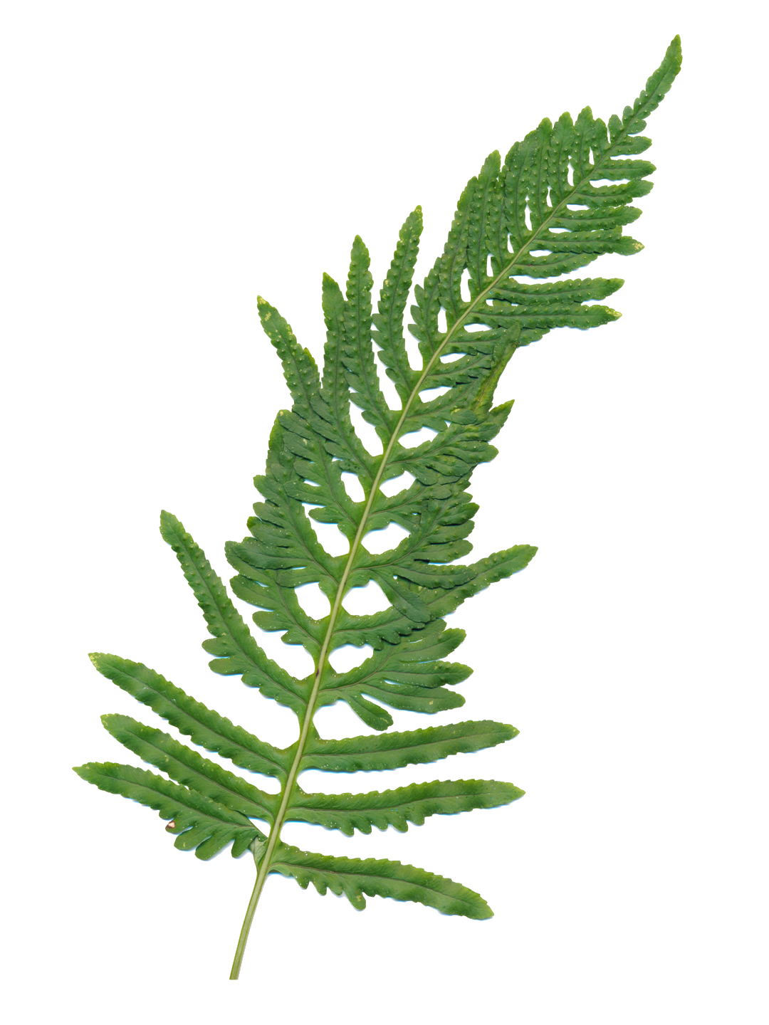 Polypodium cambricum 'Semilacerum Falcatum O'Kelly'-Détail-001.png