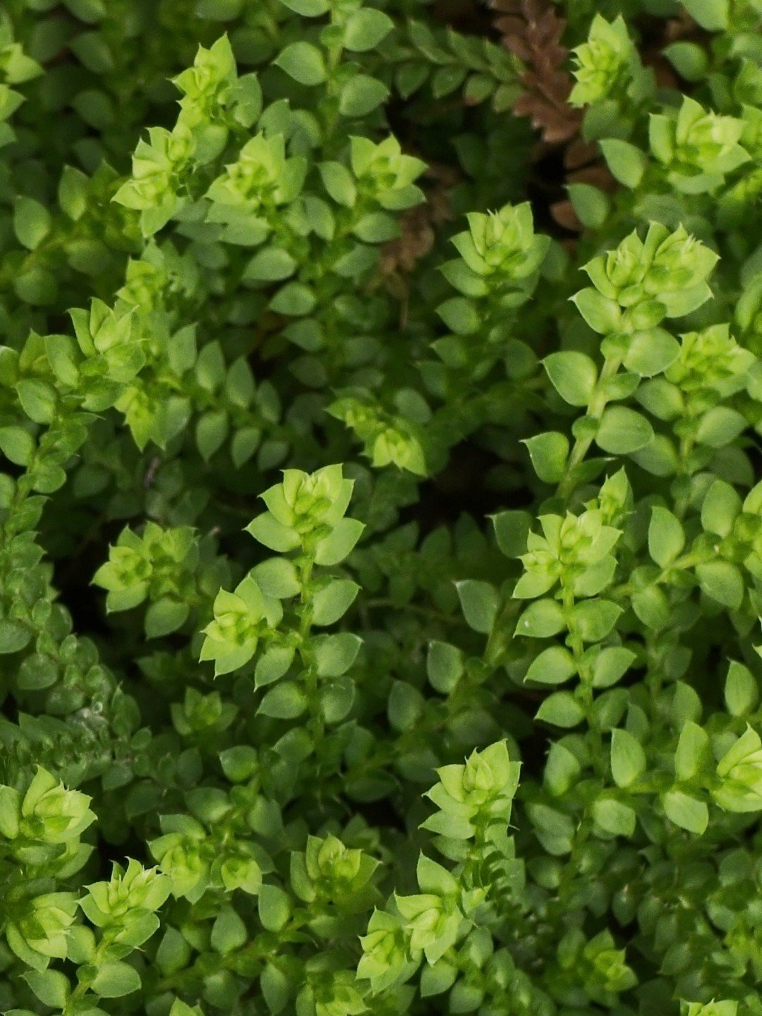 Selaginella helvetica-Détail-002.jpg