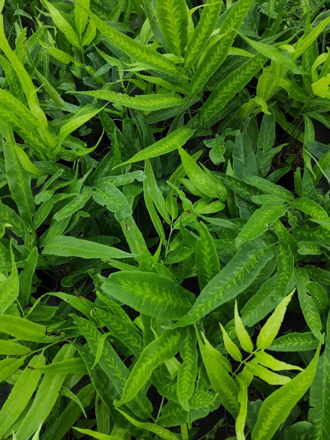 Coniogramme japonica 'Flavomaculata'