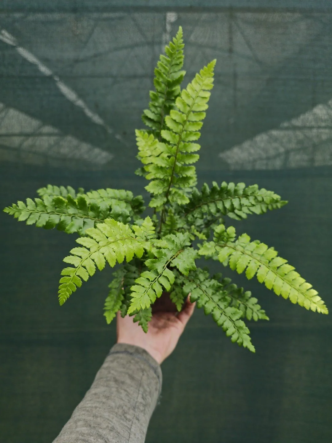 Polystichum polyblepharon-Godet de 9 cm-001.jpg