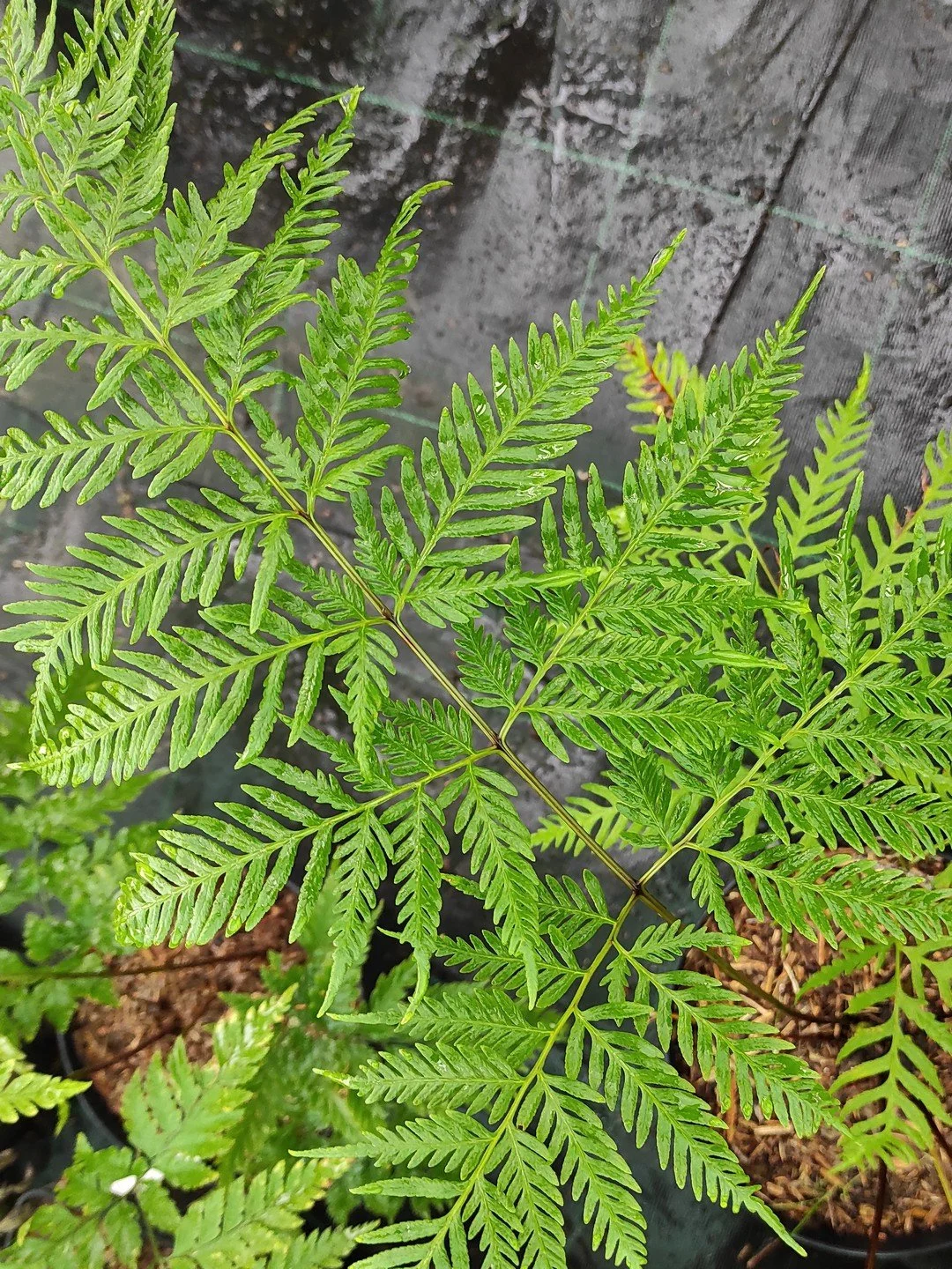Pteris tremula-Détail-001.jpg