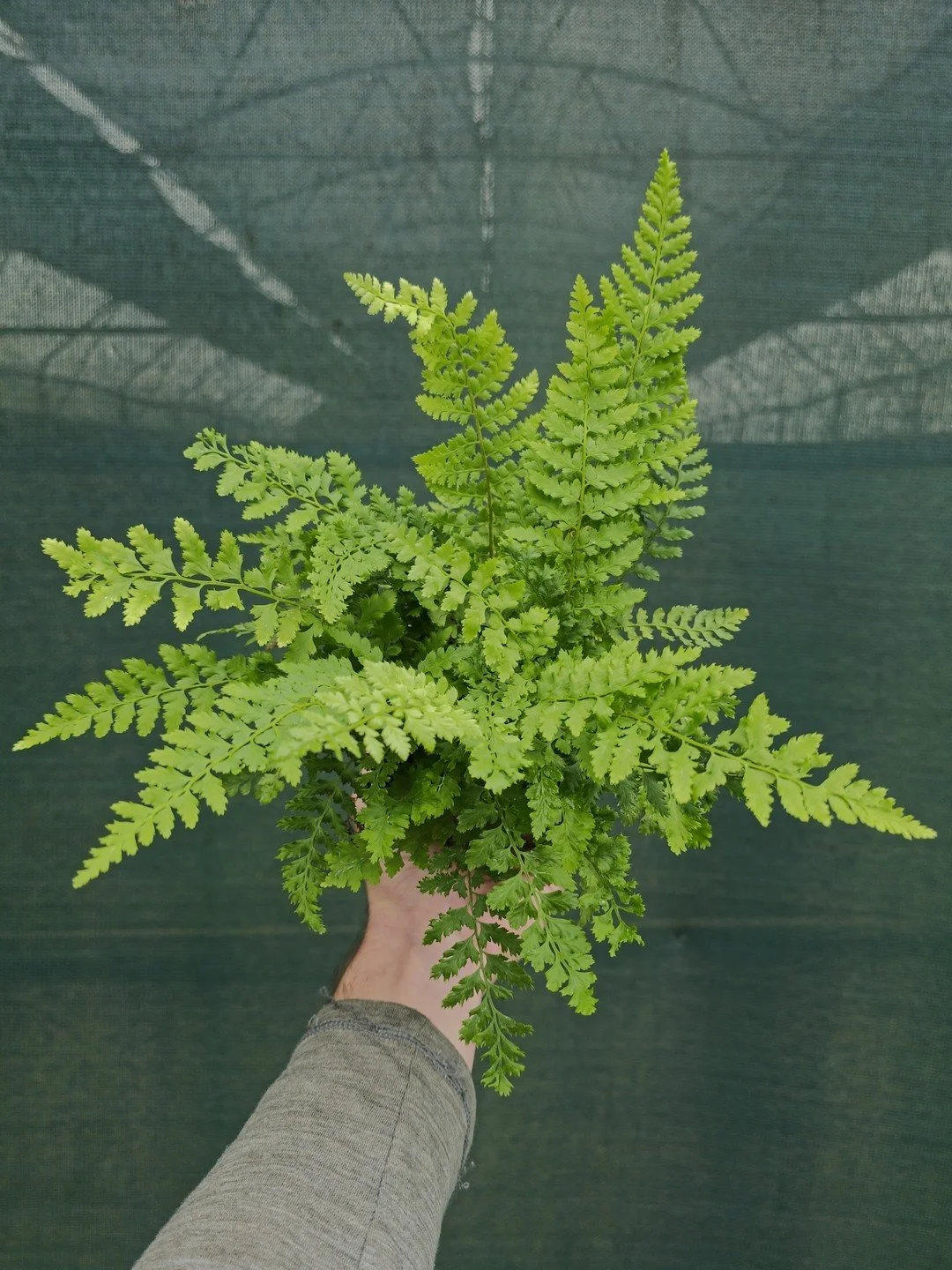 Polystichum setiferum-Godet de 9 cm-001.jpg