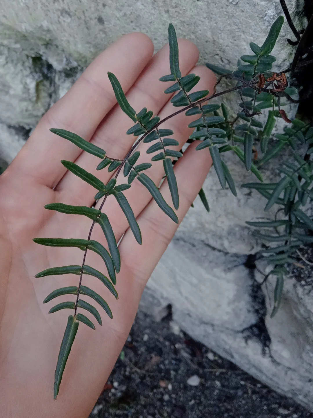 Pellaea atropurpurea-Détail-002.jpg