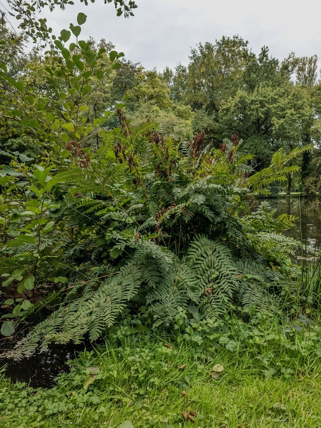 Osmunda regalis-Contexte-002.jpg