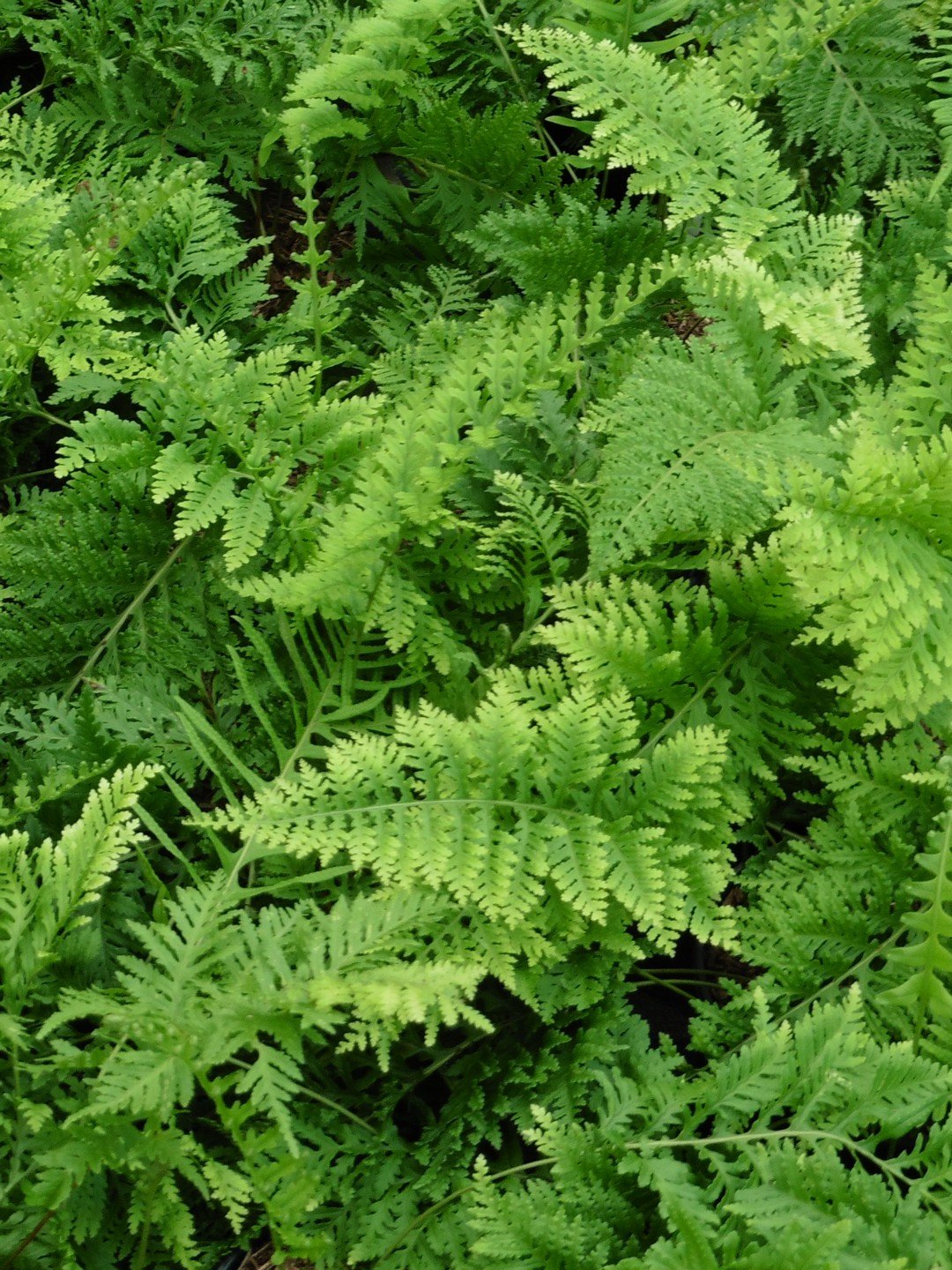 Polypodium × mantoniae 'Cornubiense Foliosum'