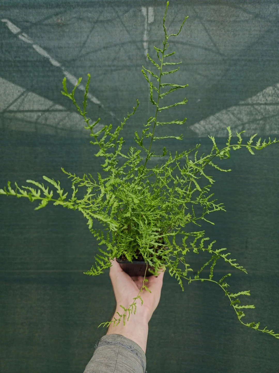 Dryopteris filix-mas 'Linearis Polydactyla'-Godet de 9 cm-001.jpg