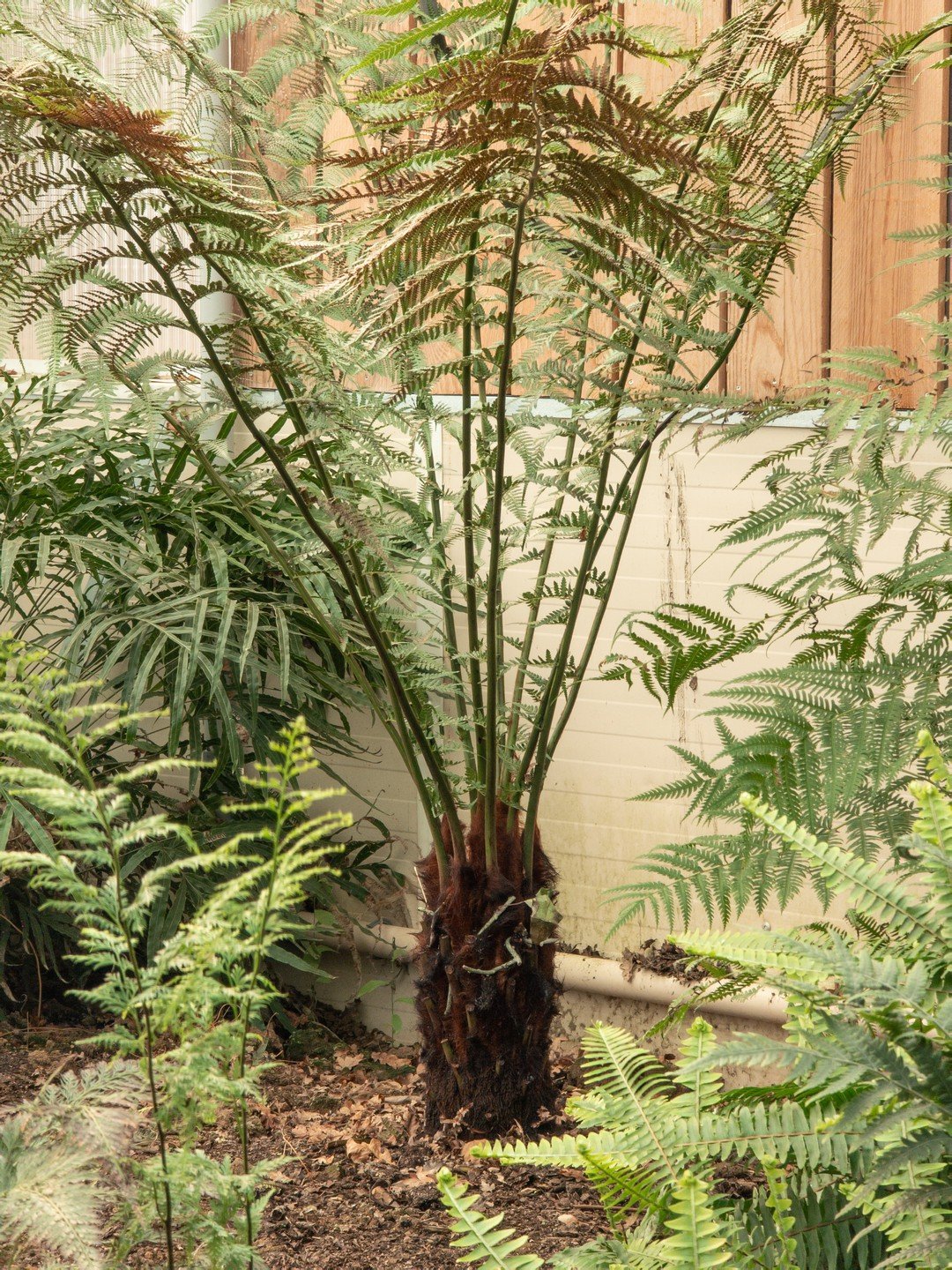 Dicksonia antarctica-Contexte-003.jpg