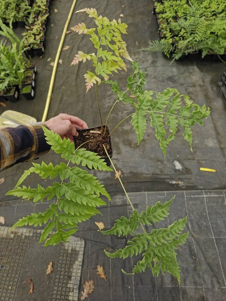 Woodwardia unigemmata (forme ondulée)_Pot de 1 litre_001.jpg