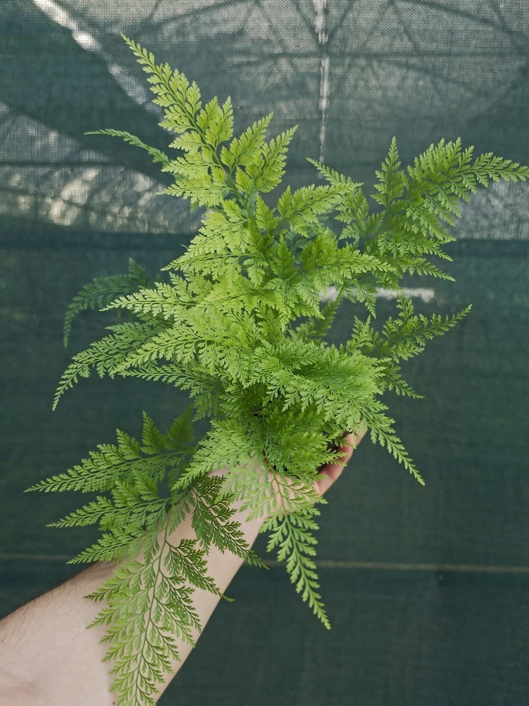 Onychium japonicum 'Sichuan Lace'-Godet de 9 cm-001.jpg